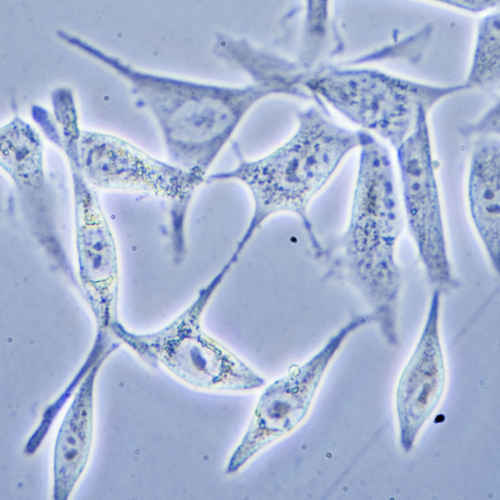 Custom Cell Line Development Services