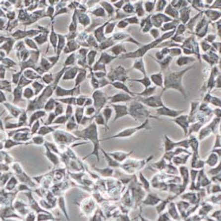 Custom Cell Line Development Services