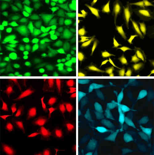Custom Cell Line Development Services