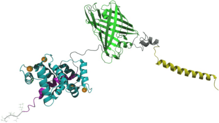 NOMAD Biosensor Structure