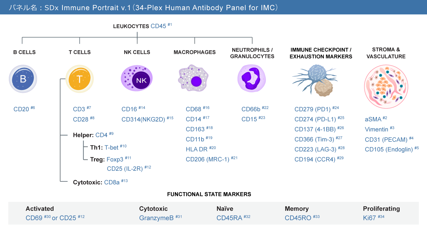 Immune Portrait IMC Antibody Panel