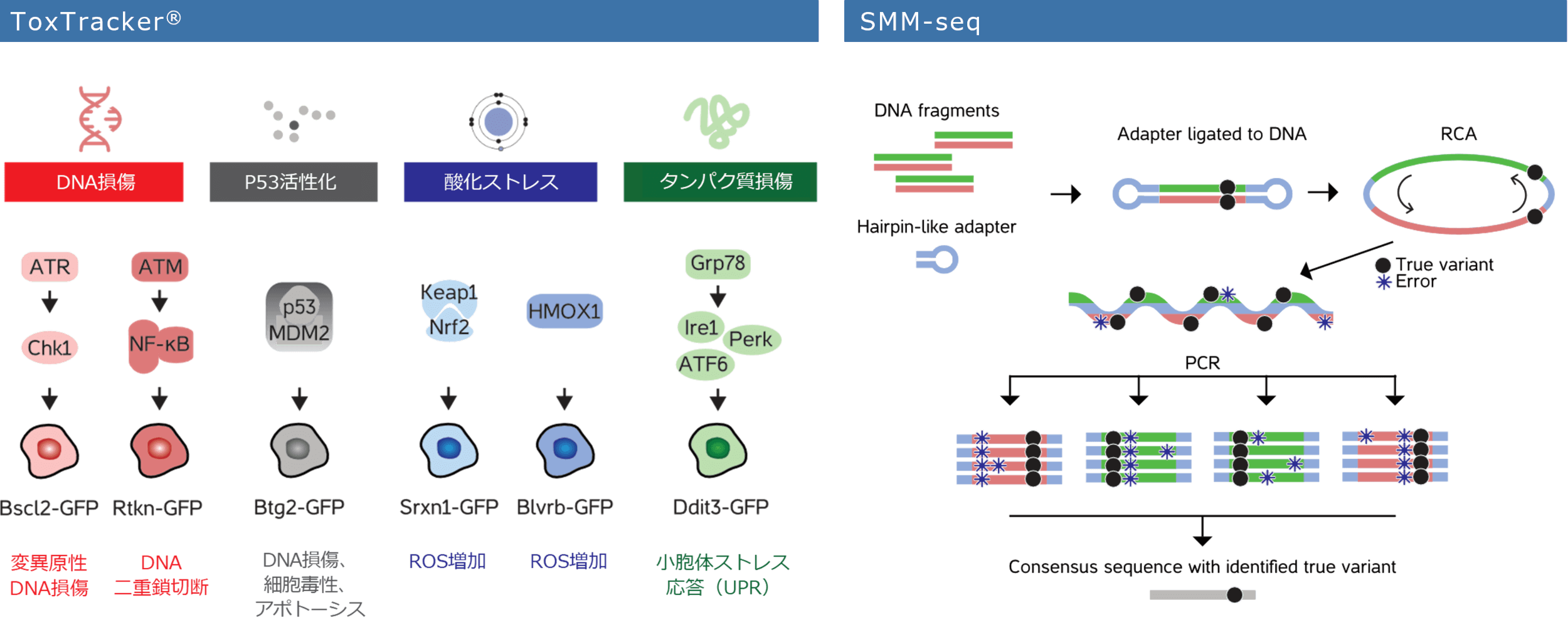 MutaTracker-Overview