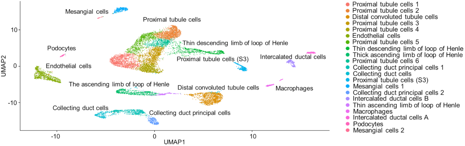 snRNA UMAP Example